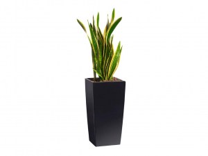 Växt Sanseviera, svart